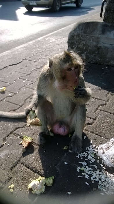 Thailand Lopburi Monkeying around in Lopburi,Thailand