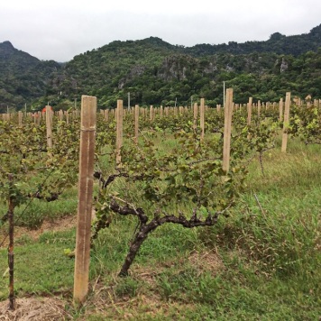 Unbelievable vineyards of the tropics